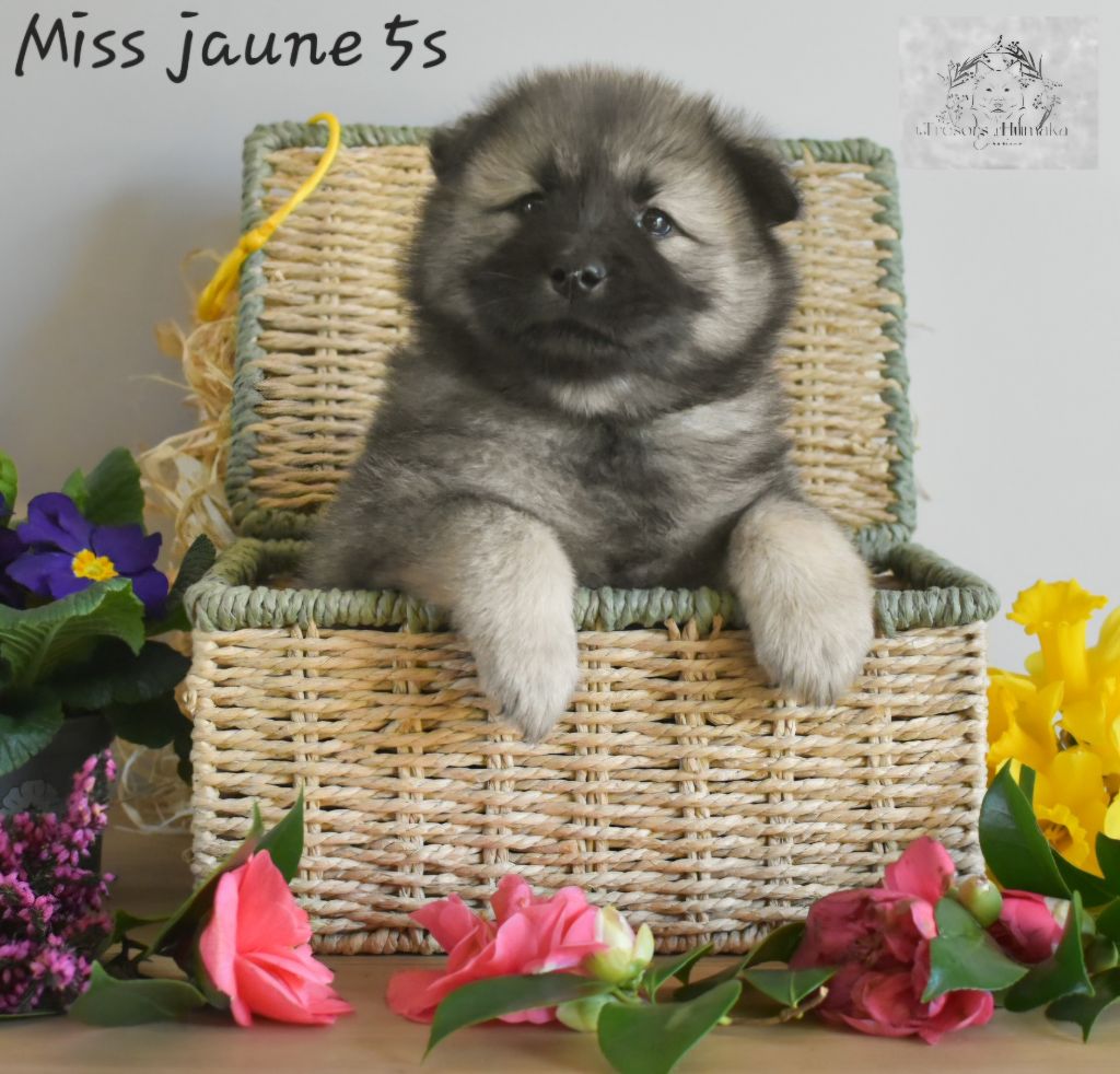 Les Trésors D'Humaka - Chiots disponibles - Eurasier